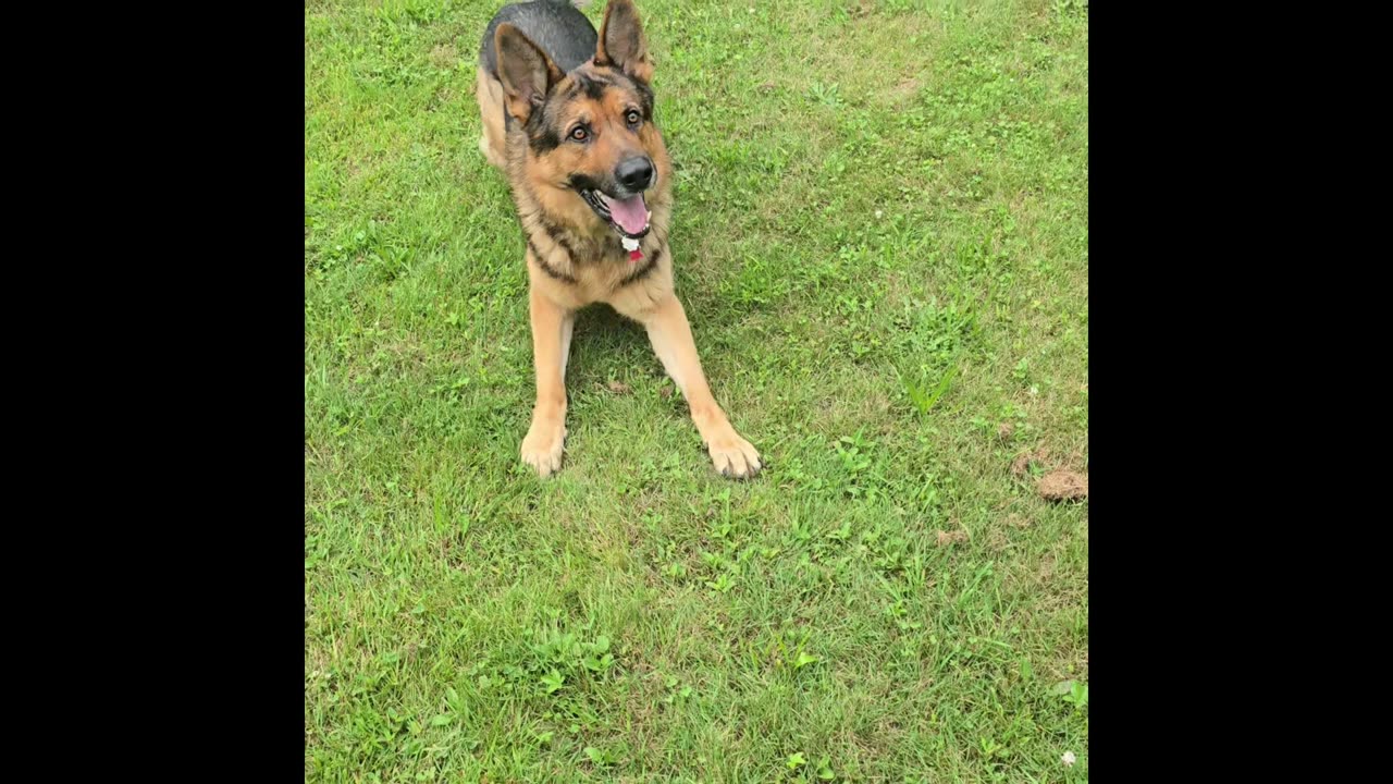 Sable german shepherd.
