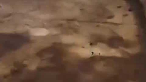Great maternal love, hens bravely fight poisonous snakes for their children