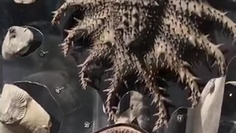 🦖👀 Trilobites: The Fossil Record of a Forgotten World | TheTruthAbove