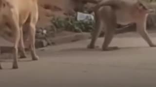 😂🤣 Monkey was like Not today! | FunFM