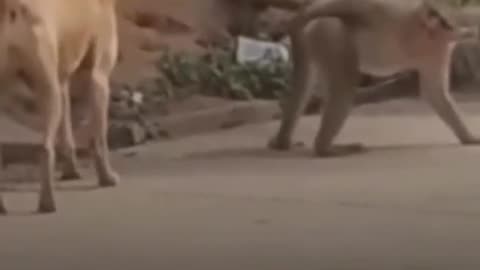 😂🤣 Monkey was like Not today! | FunFM