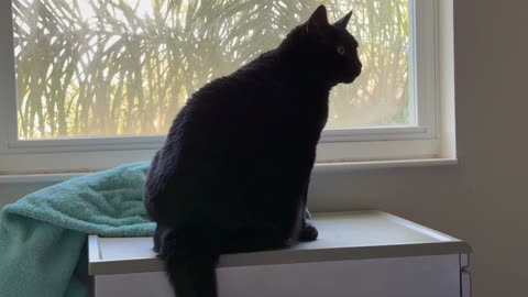 Cute Precious Piper Zoomed into Her Spa - My Adopted Shelter Cat Vlog