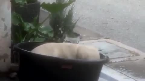 Puppy Splash Party in a Bowl! 🐶💦
