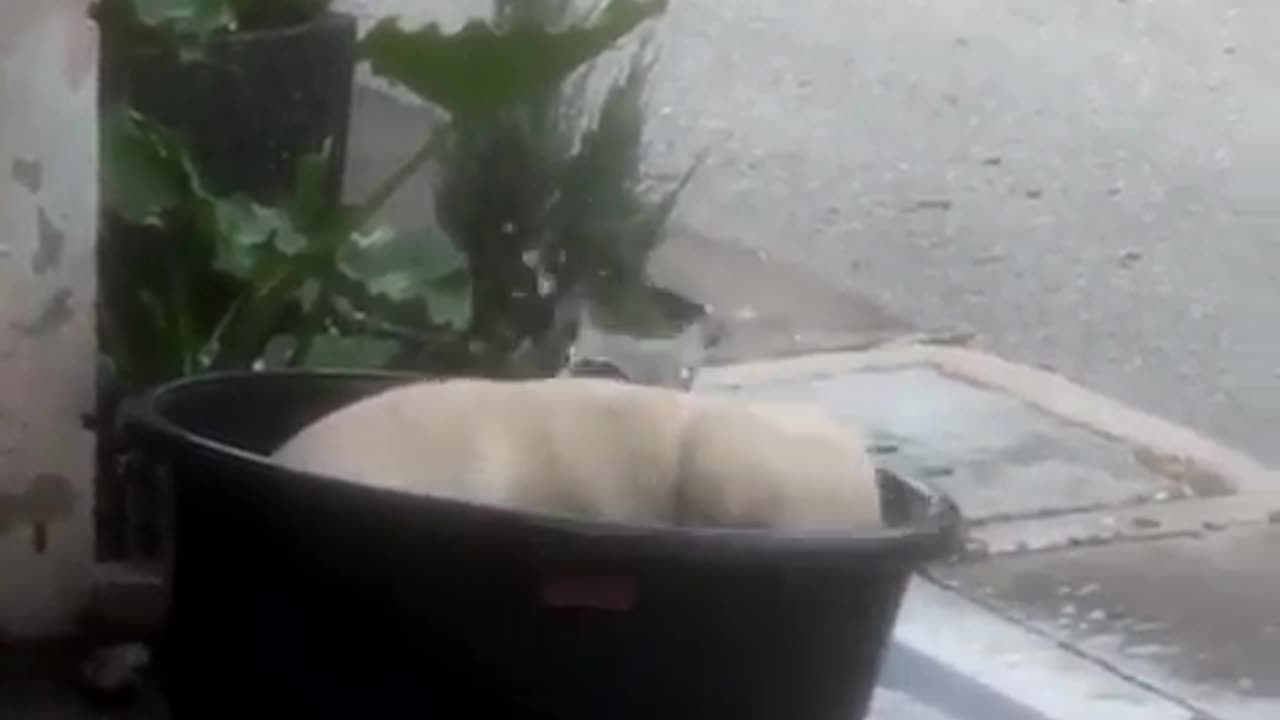 Puppy Splash Party in a Bowl! 🐶💦