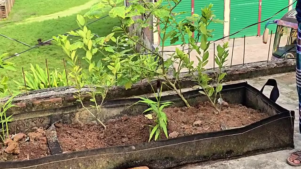 রাউন্ড জিও ব্যাগে কোন ফলের গাছ লাগাবেন 🍊🍋