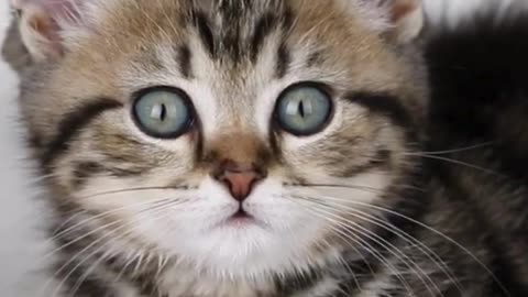 Fluff, Purrs & Tiny Whiskers 🐱💞 The Ultimate Cute Cat Video