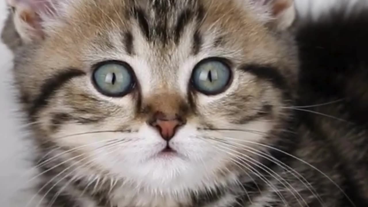 Fluff, Purrs & Tiny Whiskers 🐱💞 The Ultimate Cute Cat Video