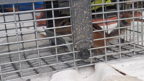 Rehoming a chipmunk