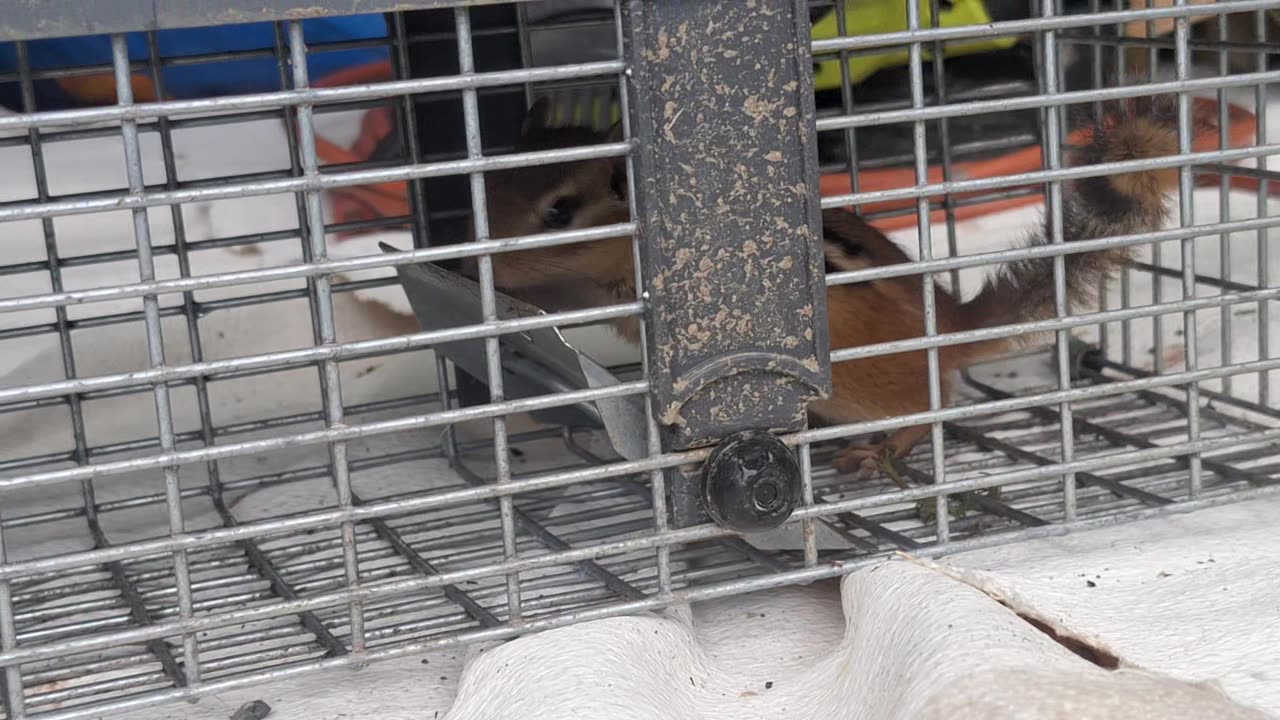 Rehoming a chipmunk