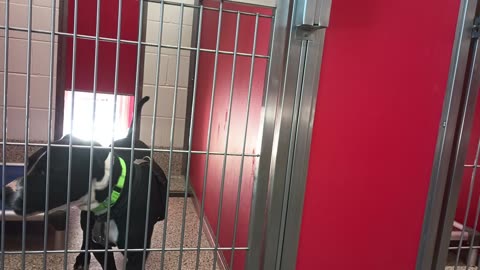 Jax-head propped on bed 5y A855151 Hester 1y A871179 kennel 30 pod 2 PACC shelter20250620_546
