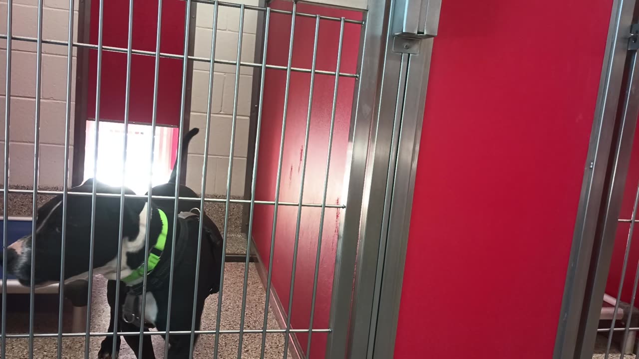 Jax-head propped on bed 5y A855151 Hester 1y A871179 kennel 30 pod 2 PACC shelter20250620_546