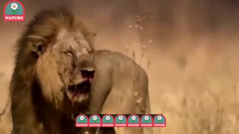 Deadly Prey: When Lions Pay the Ultimate Price for the Hunt 🦁⚔️🦬