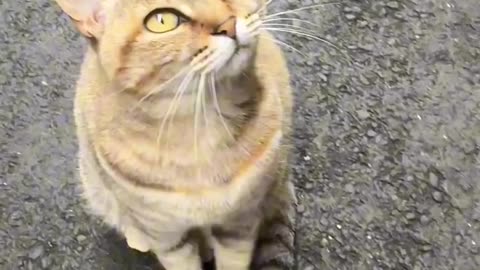 met an orange kitty in japan