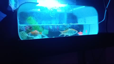 Aquarium #1
