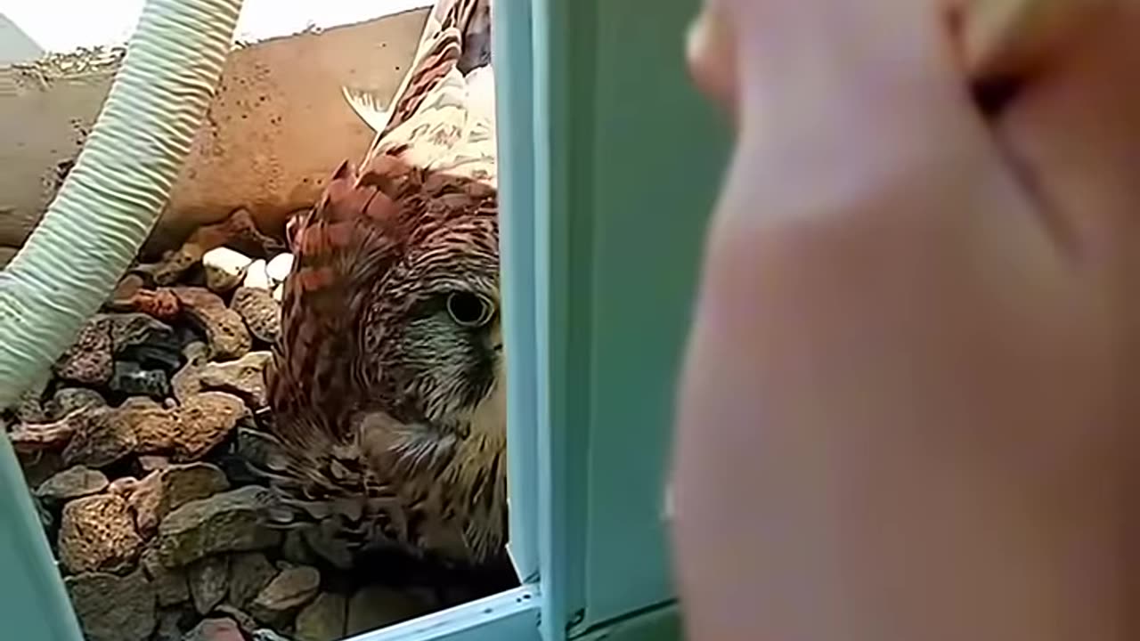 This kestrel chose to nest outside my window and then this happened।।