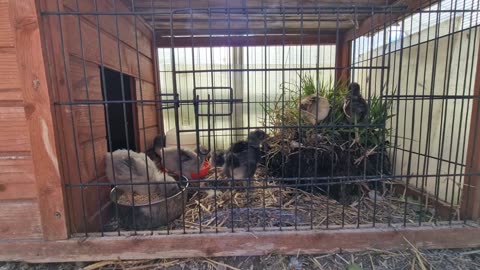 Chicken