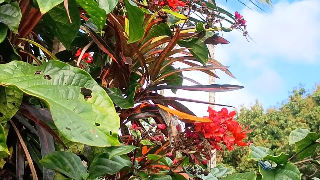 8.8.2025 Butterfly