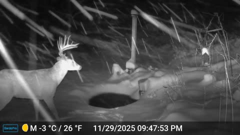 Night Stalkers! You only see them at night