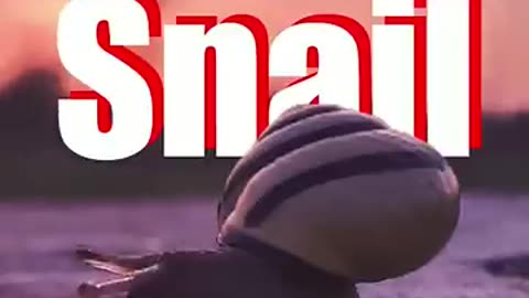 Incredible: Top 10 Animal's Facts #shorts