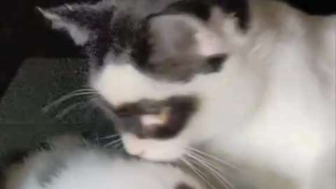 Hilarious Cute Cats Come to Life in This Viral Video! 🐱✨ #FunnyCat video