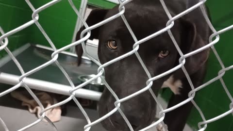 Bryan 1y Pet Id 950183 kennel 32 HSSAZ shelter boy has a heartwarming mannerism about him20251128159