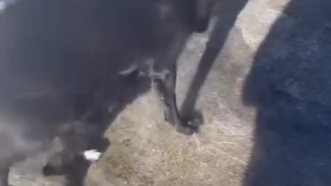 Dogs nail cutting day