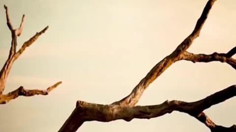 Review film the lion king sub indonesia