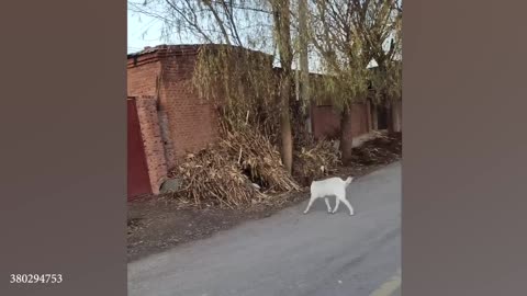 Clumsy Animals