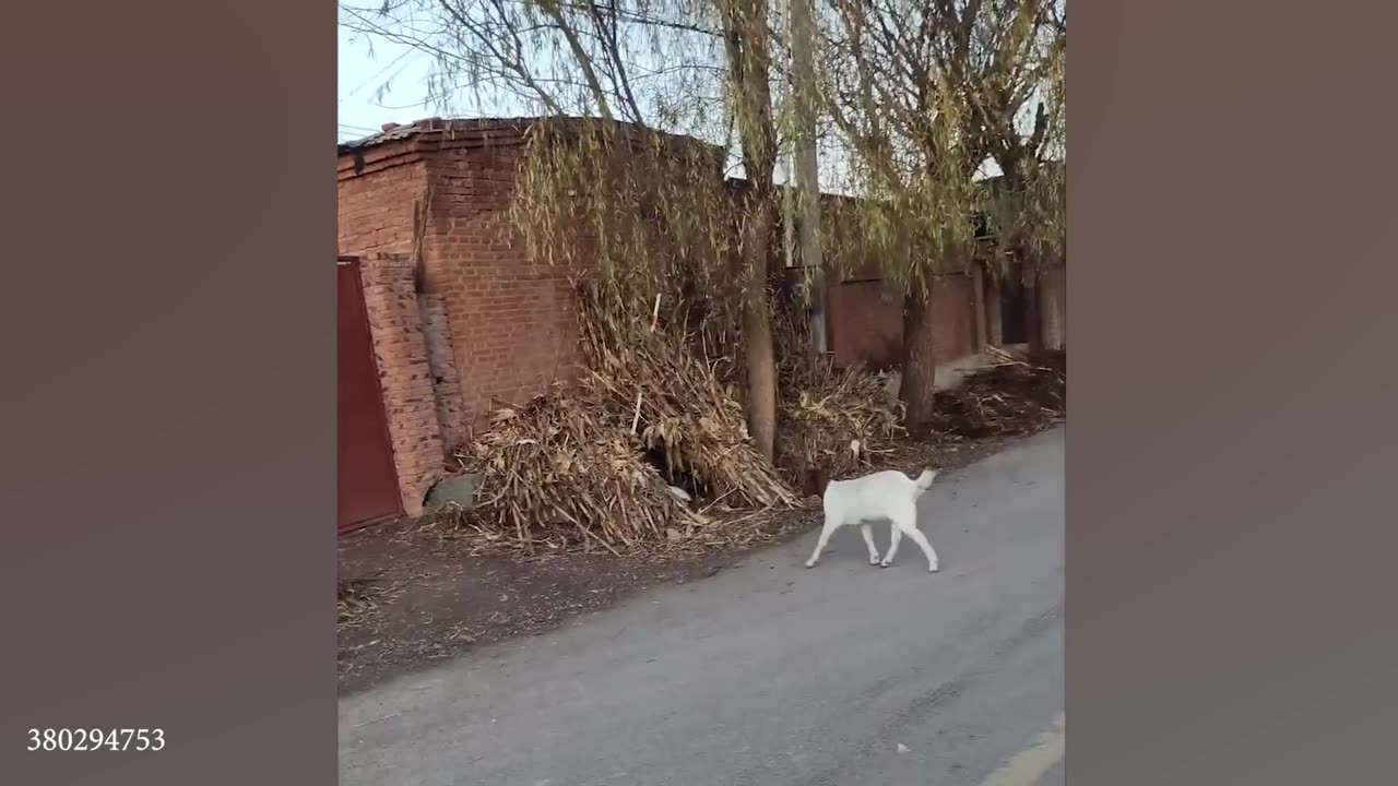 Clumsy Animals