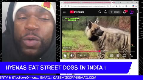 HYENAS EAT STREET DOGS in INDIA / MONITOR LIZARD WARNING in FLORIDA !!!