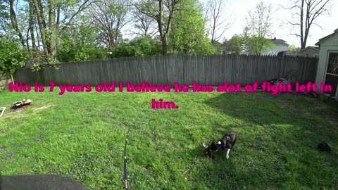 Boston Terrier tests a Whoopingstick by bass pro. no hooks involved