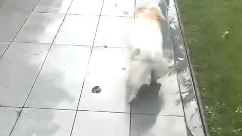 Crazy Cute Pets of 2025 – Funniest Cat & Dog Clips Ever!
