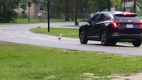 Duck owns the park of course Part 2