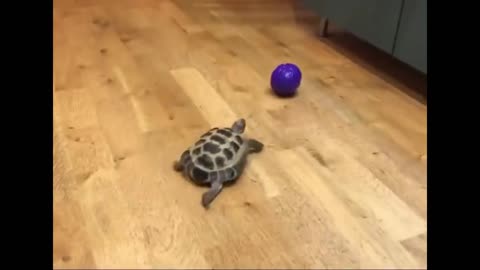 Clumsy Critters: The Funniest Animal Compilation on Rumble!