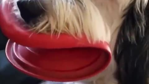 funny pets