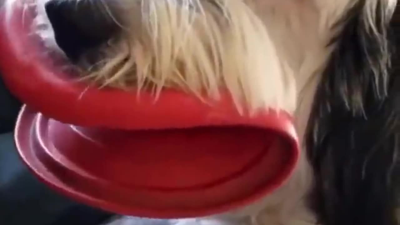 funny pets