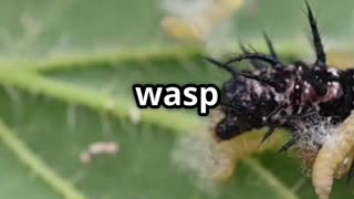 🪰🧬 Parasitic Wasps – Nature’s Tiny Terrors! 🐛☠️