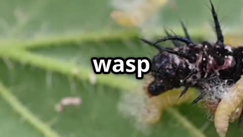 🪰🧬 Parasitic Wasps – Nature’s Tiny Terrors! 🐛☠️