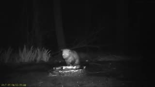 EA S148 - Rainy Possum and Guest