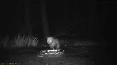 EA S148 - Rainy Possum and Guest