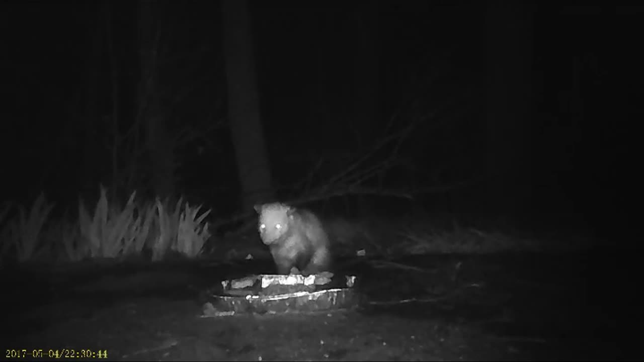 EA S148 - Rainy Possum and Guest