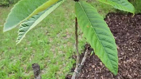 Update: Improving the Food Forest