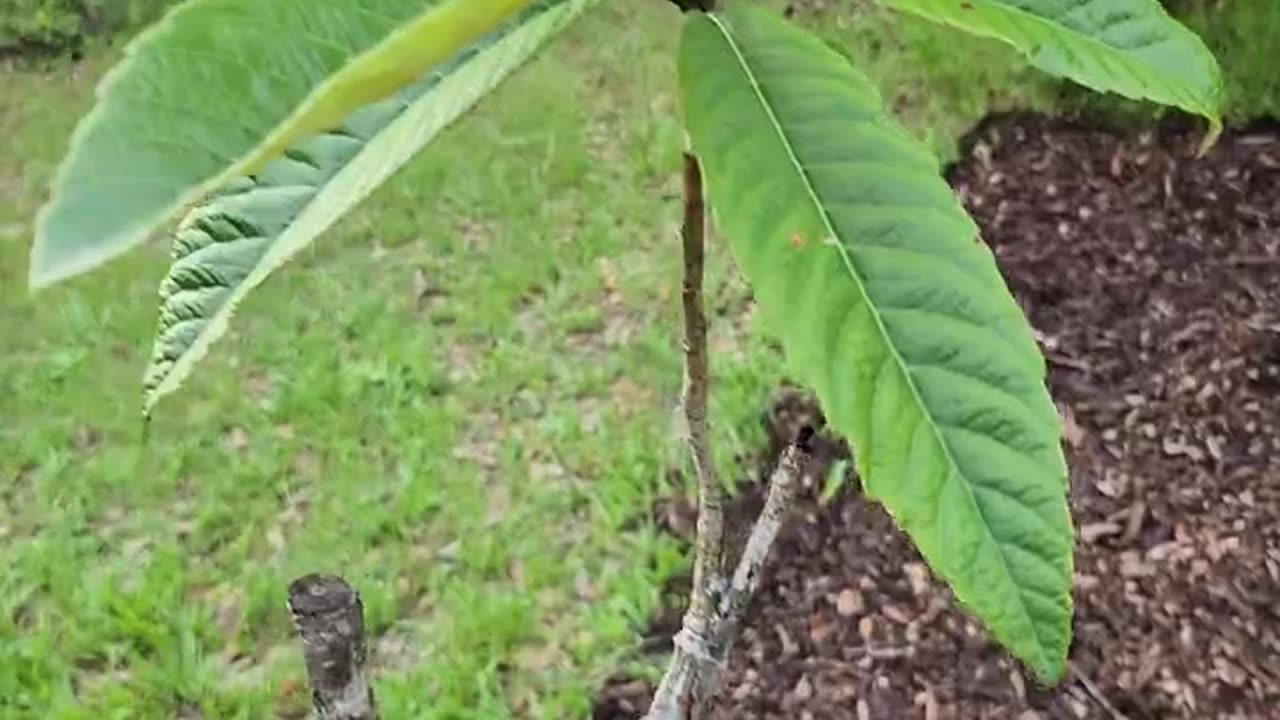 Update: Improving the Food Forest