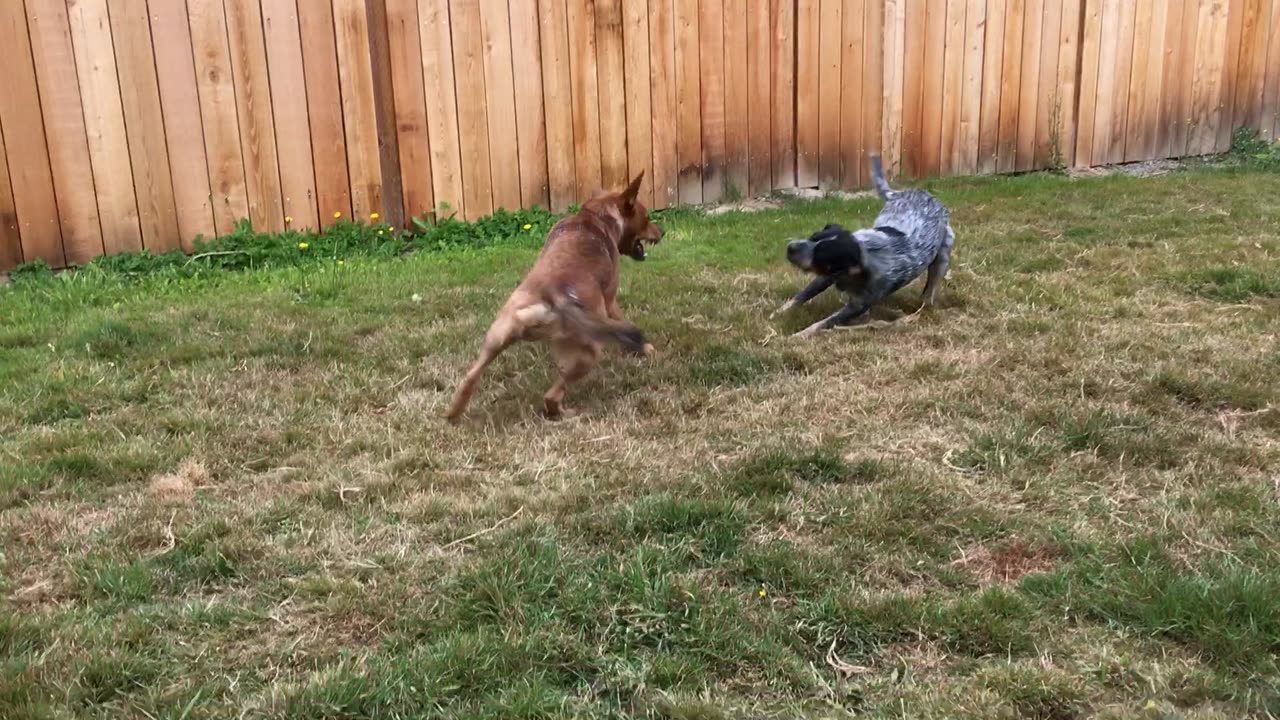 backyard wrastlin 3908230984332