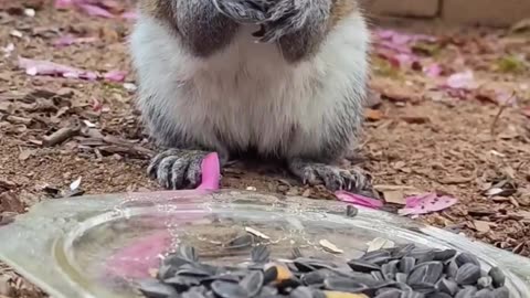 Mika The Squirrel has a gorgeous face