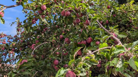 Ruby Apples
