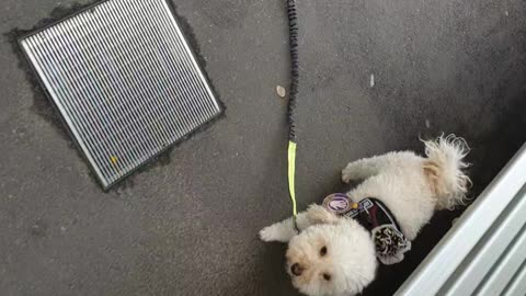 Leash drop at tram stop, fast instantaneous noise