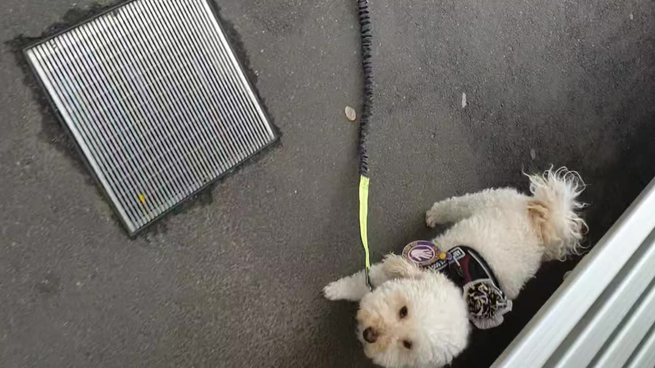 Leash drop at tram stop, fast instantaneous noise