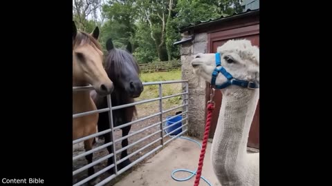 funniest animal video
