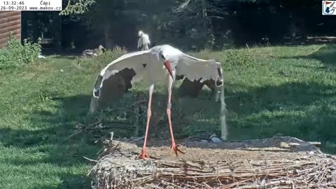 Dance from the ballet Swan Lake 👏👏